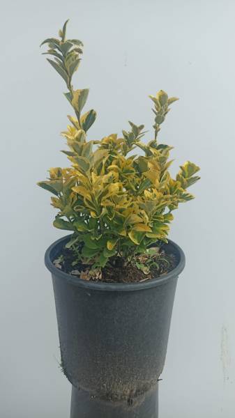 Euonymus Japonica 